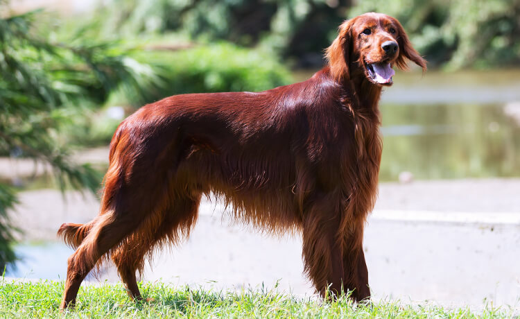 Chesapeake Bay Retriever